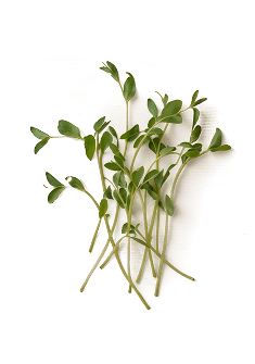 Pea Sprout Extract (AnaGain™ Nu)